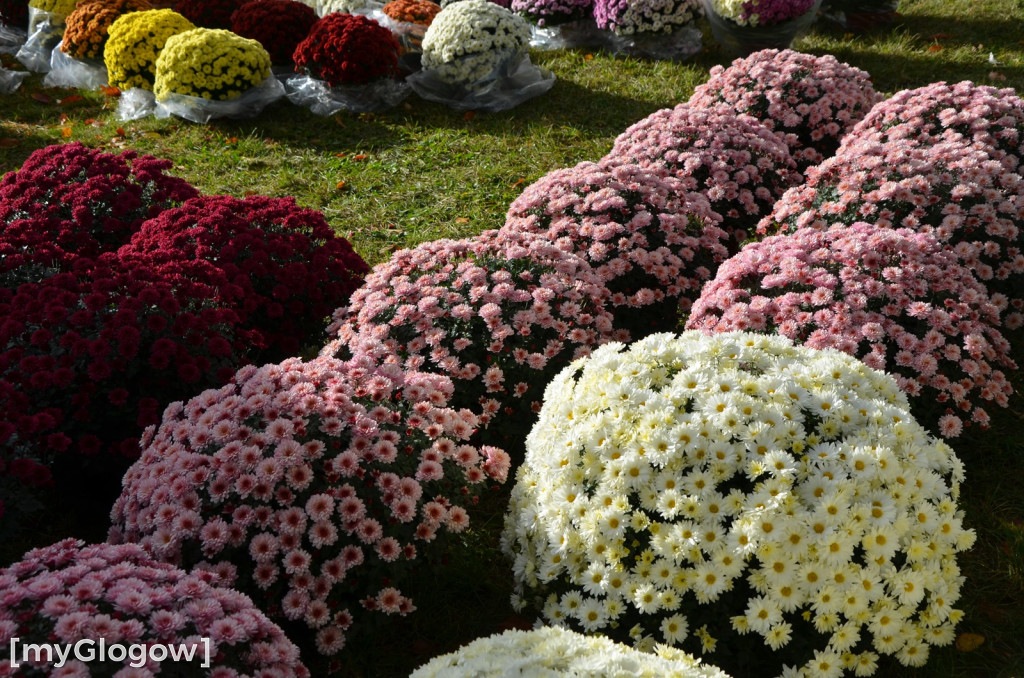 Żywe chryzantemy przy cmentarzach w Głogowie
