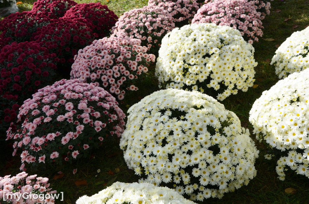 Żywe chryzantemy przy cmentarzach w Głogowie