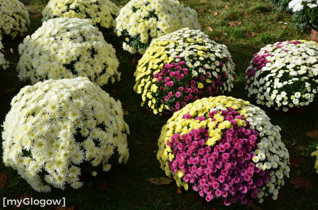 Żywe chryzantemy przy cmentarzach w Głogowie