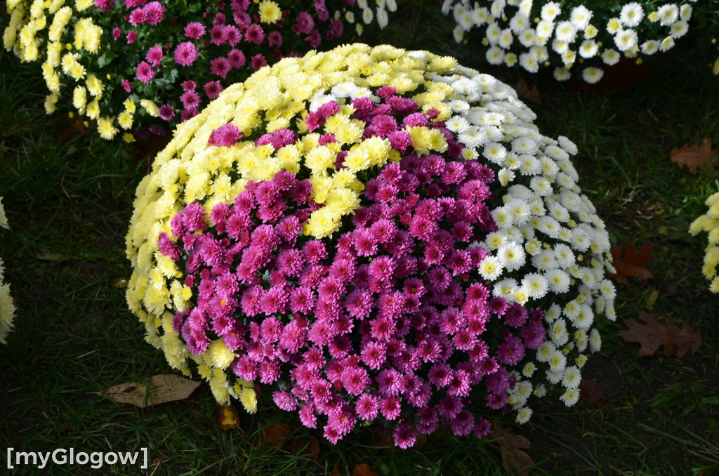 Żywe chryzantemy przy cmentarzach w Głogowie