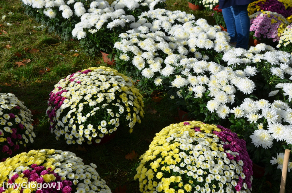 Żywe chryzantemy przy cmentarzach w Głogowie