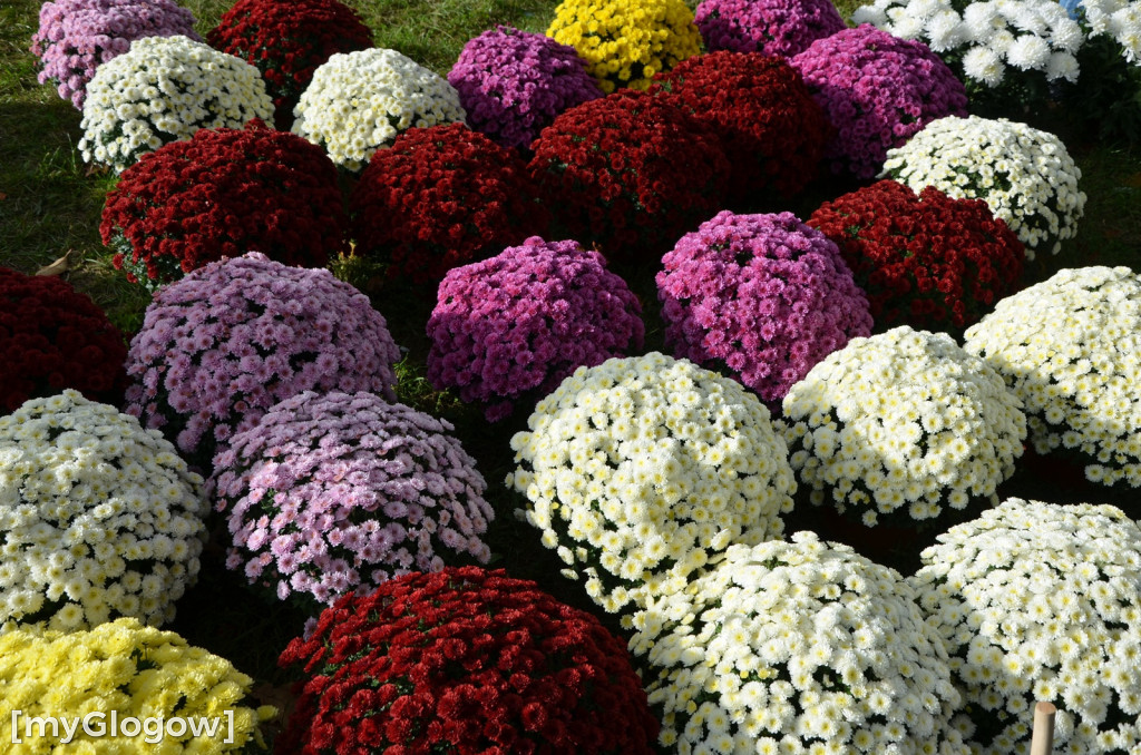 Żywe chryzantemy przy cmentarzach w Głogowie