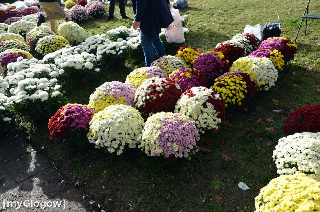Żywe chryzantemy przy cmentarzach w Głogowie