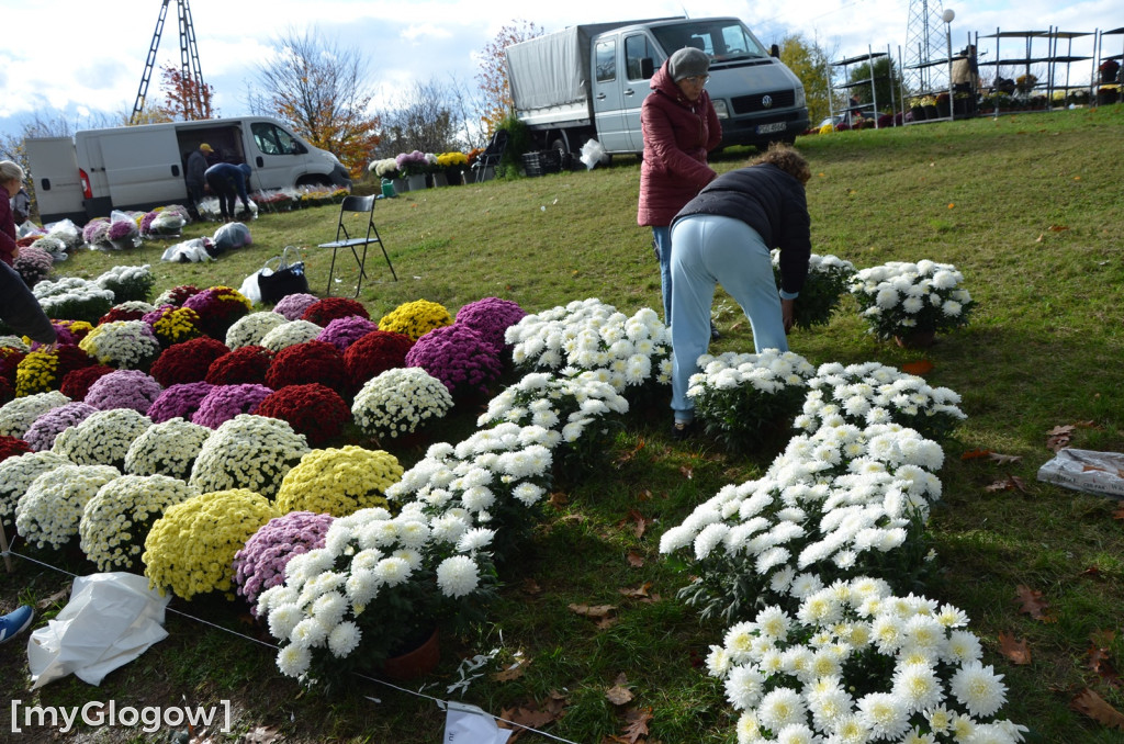 Żywe chryzantemy przy cmentarzach w Głogowie