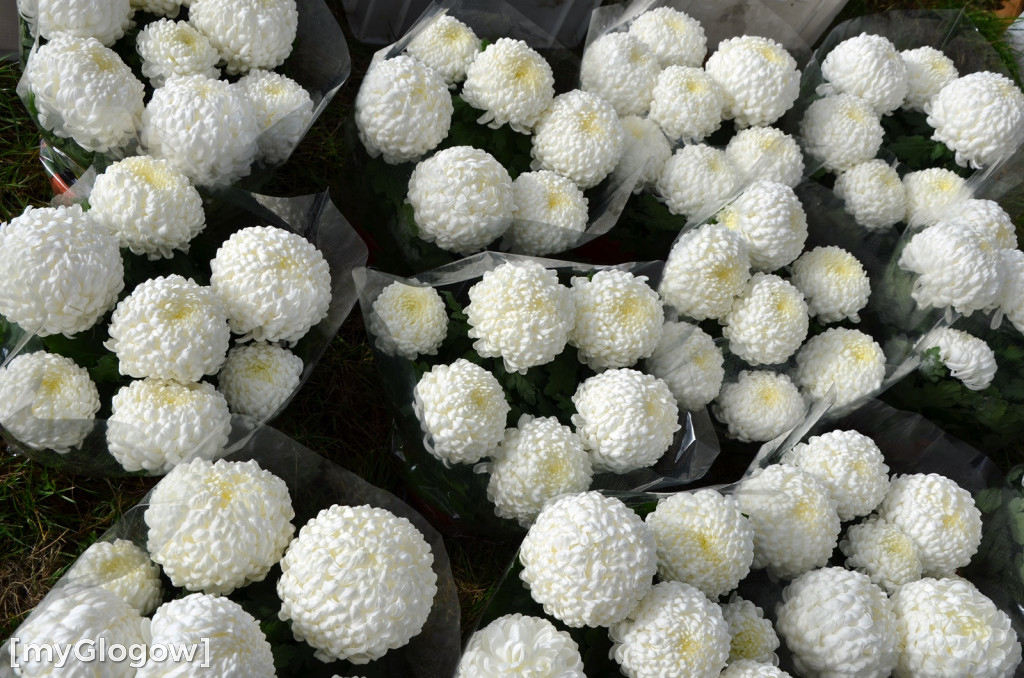 Żywe chryzantemy przy cmentarzach w Głogowie