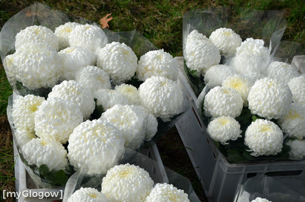 Żywe chryzantemy przy cmentarzach w Głogowie