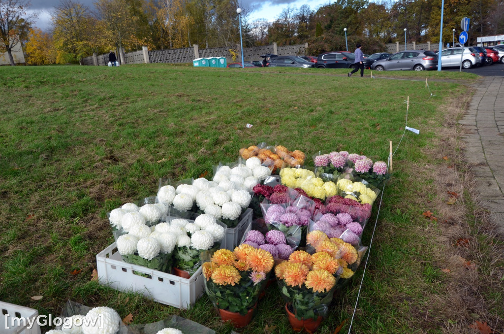 Żywe chryzantemy przy cmentarzach w Głogowie