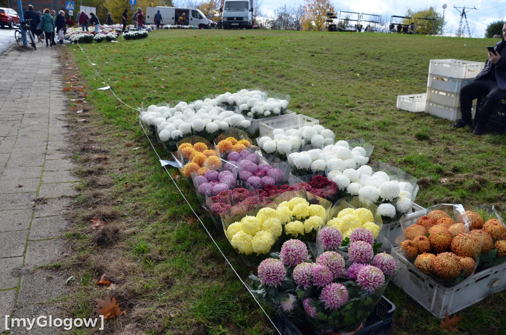 Żywe chryzantemy przy cmentarzach w Głogowie