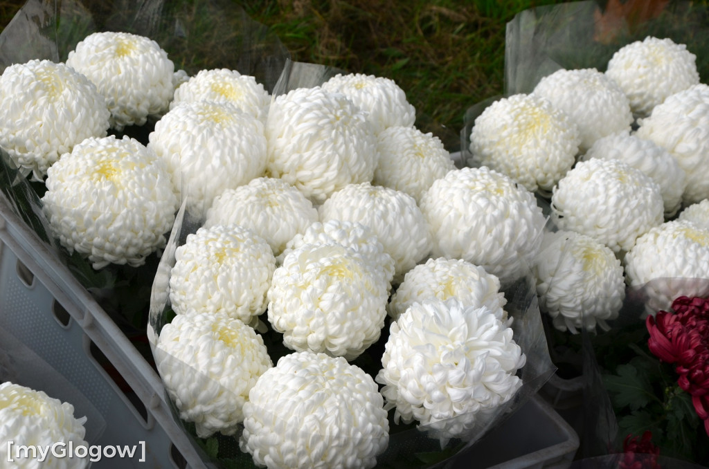 Żywe chryzantemy przy cmentarzach w Głogowie