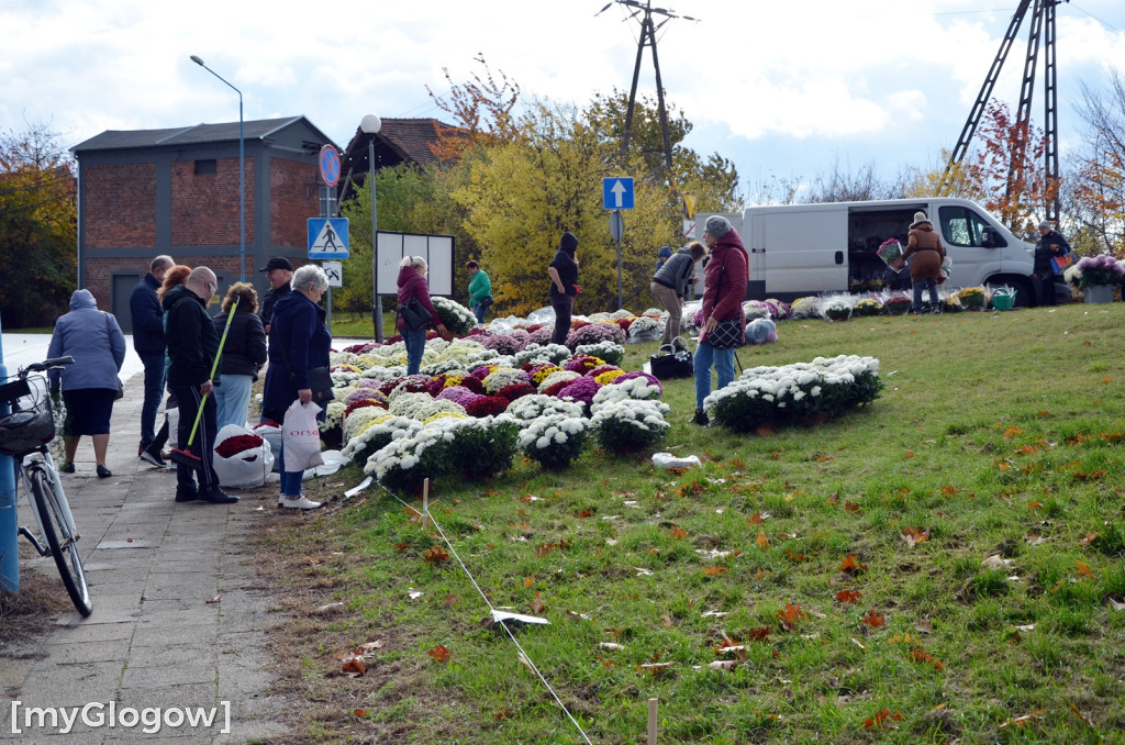 Żywe chryzantemy przy cmentarzach w Głogowie