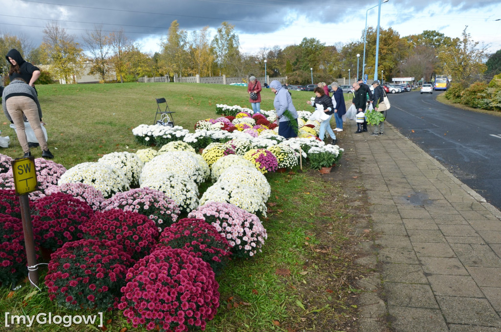 Żywe chryzantemy przy cmentarzach w Głogowie