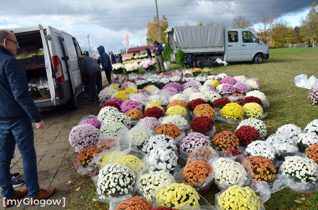 Żywe chryzantemy przy cmentarzach w Głogowie