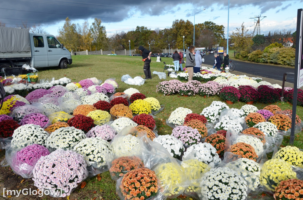Żywe chryzantemy przy cmentarzach w Głogowie