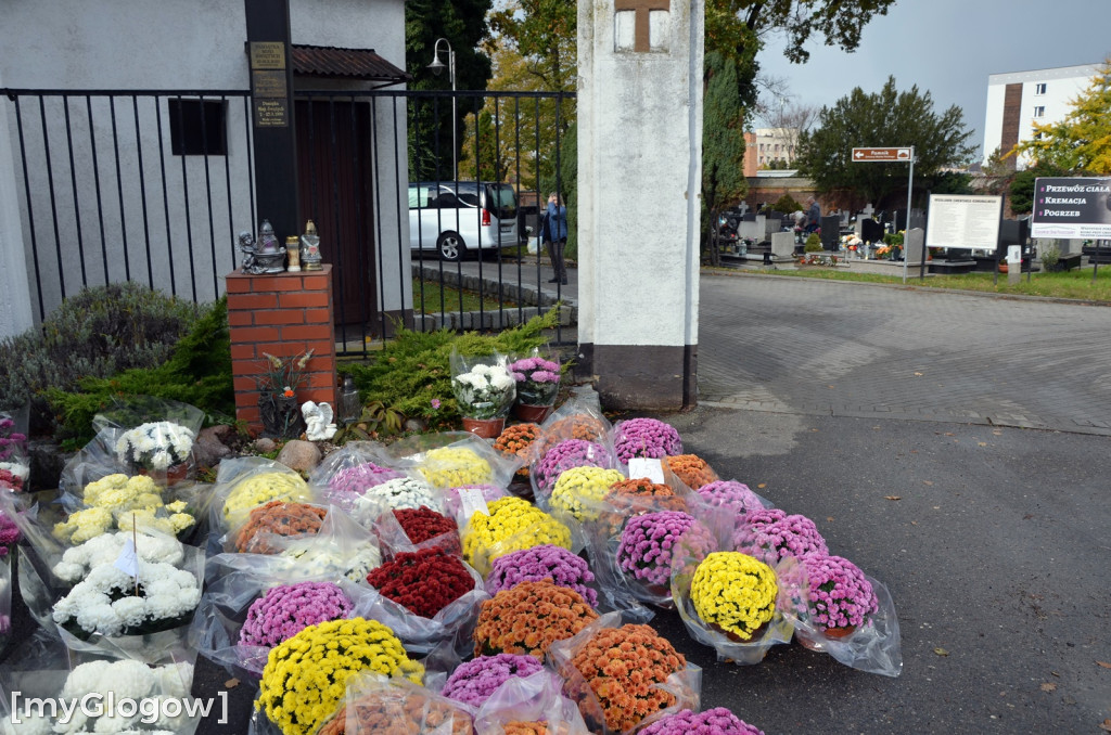 Żywe chryzantemy przy cmentarzach w Głogowie