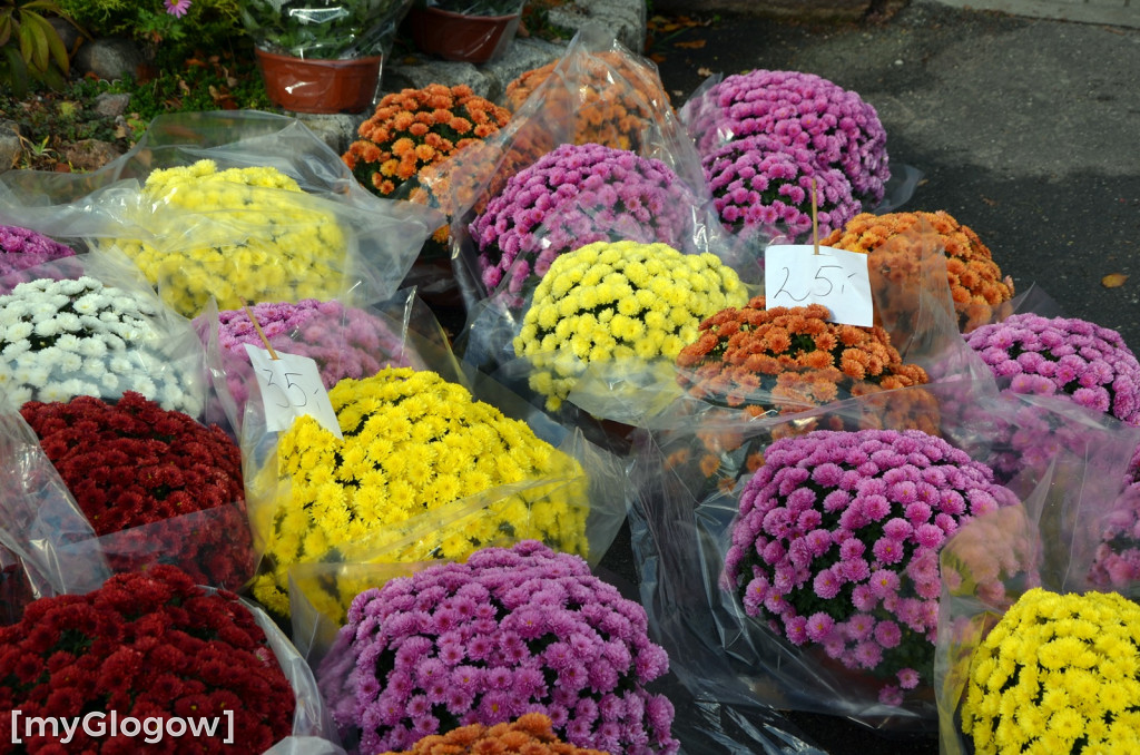 Żywe chryzantemy przy cmentarzach w Głogowie
