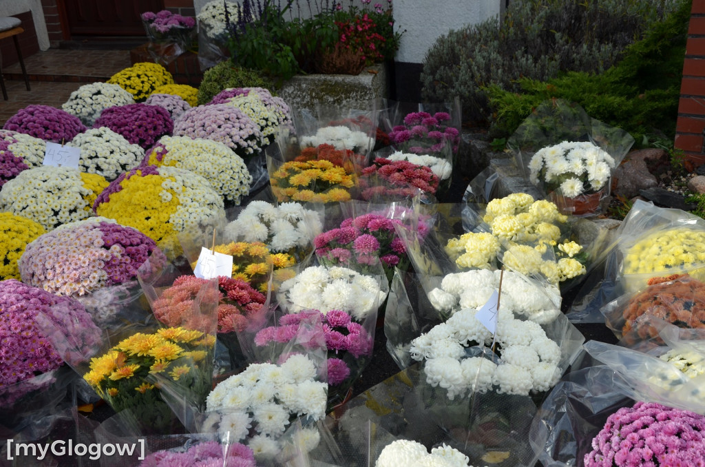 Żywe chryzantemy przy cmentarzach w Głogowie