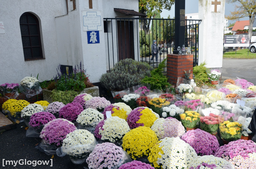 Żywe chryzantemy przy cmentarzach w Głogowie
