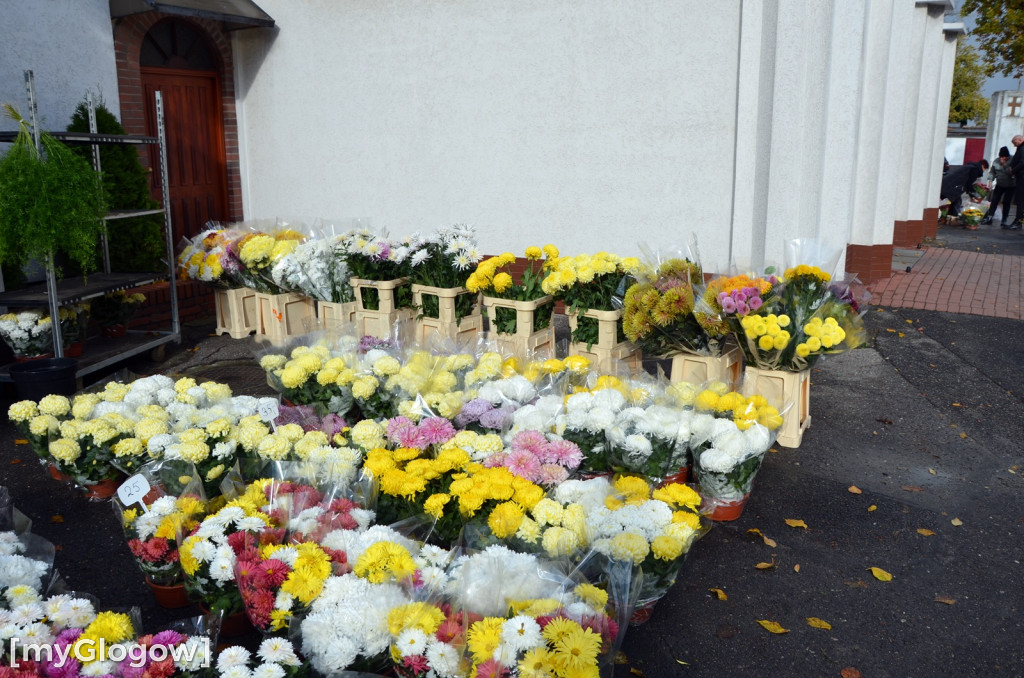Żywe chryzantemy przy cmentarzach w Głogowie