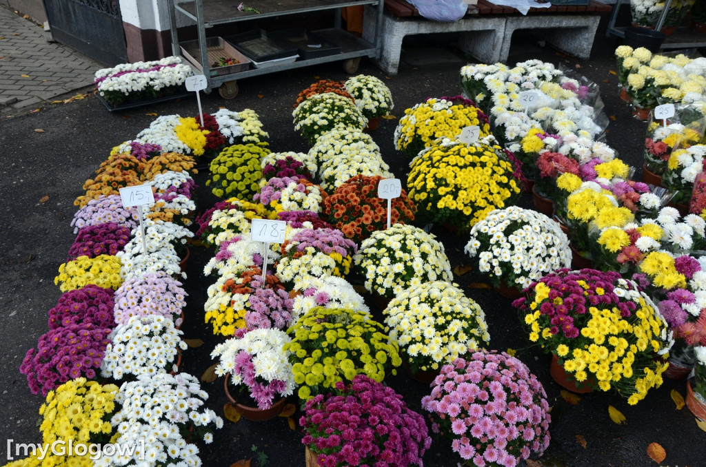 Żywe chryzantemy przy cmentarzach w Głogowie