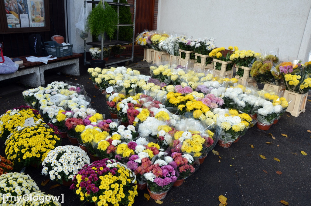 Żywe chryzantemy przy cmentarzach w Głogowie