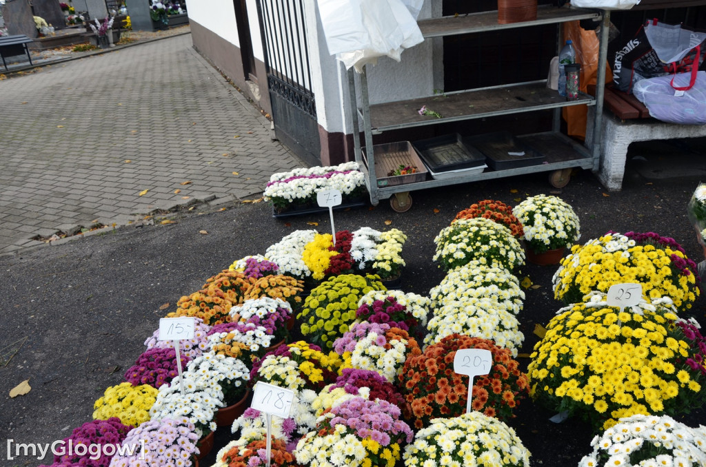 Żywe chryzantemy przy cmentarzach w Głogowie