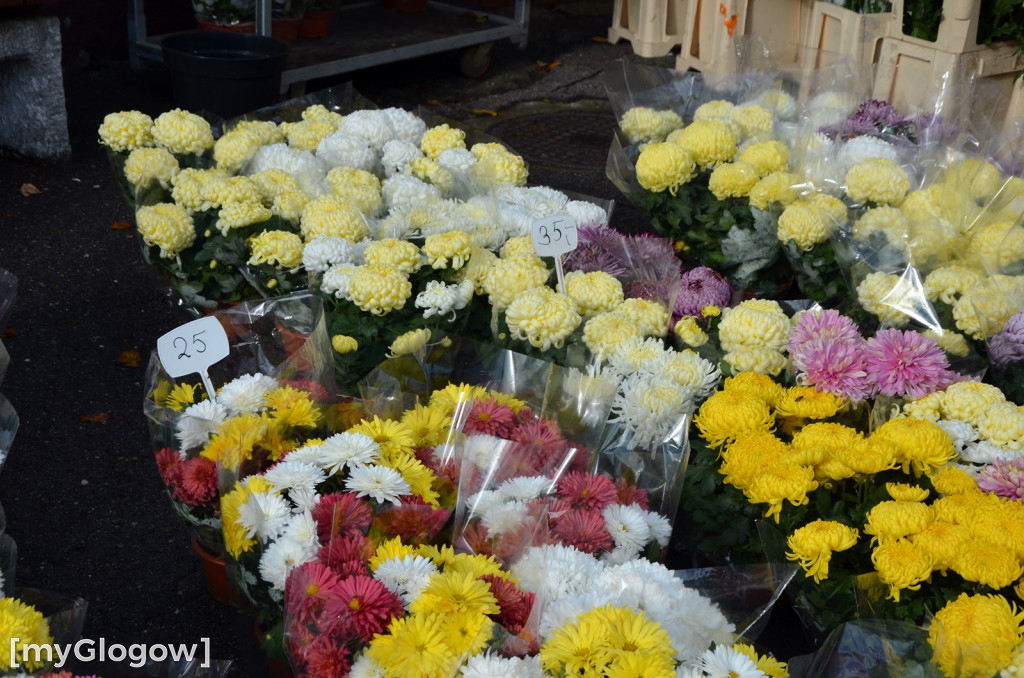 Żywe chryzantemy przy cmentarzach w Głogowie