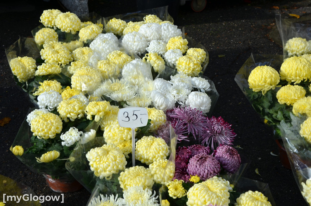 Żywe chryzantemy przy cmentarzach w Głogowie