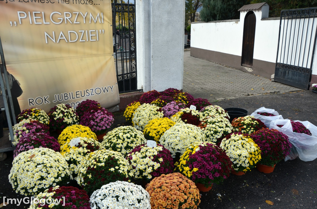 Żywe chryzantemy przy cmentarzach w Głogowie