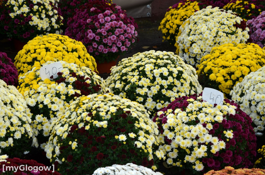 Żywe chryzantemy przy cmentarzach w Głogowie