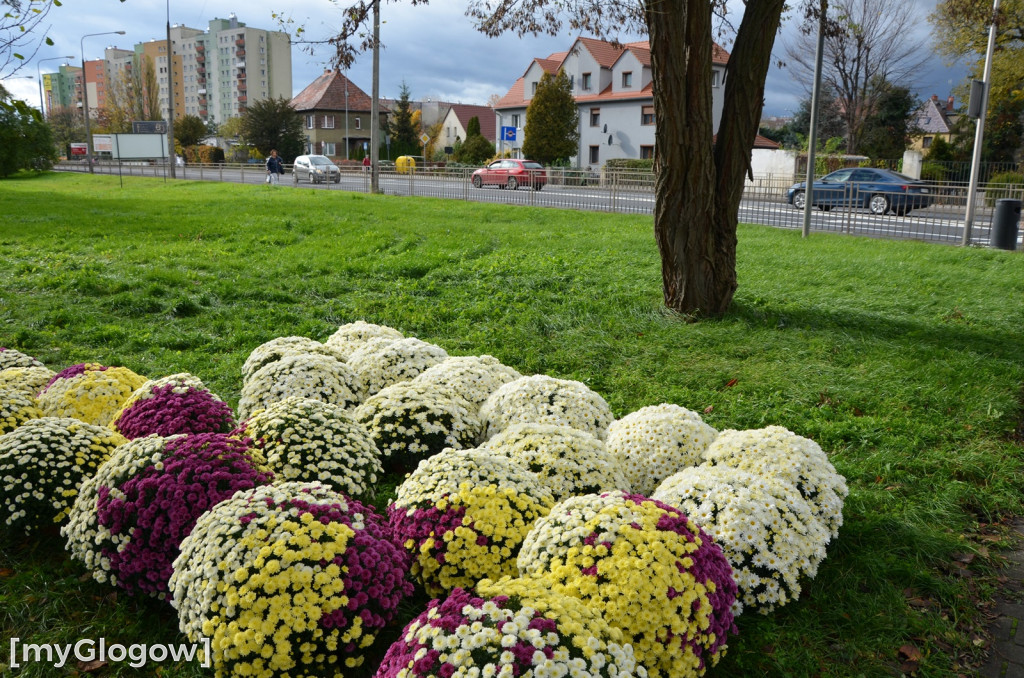 Żywe chryzantemy przy cmentarzach w Głogowie
