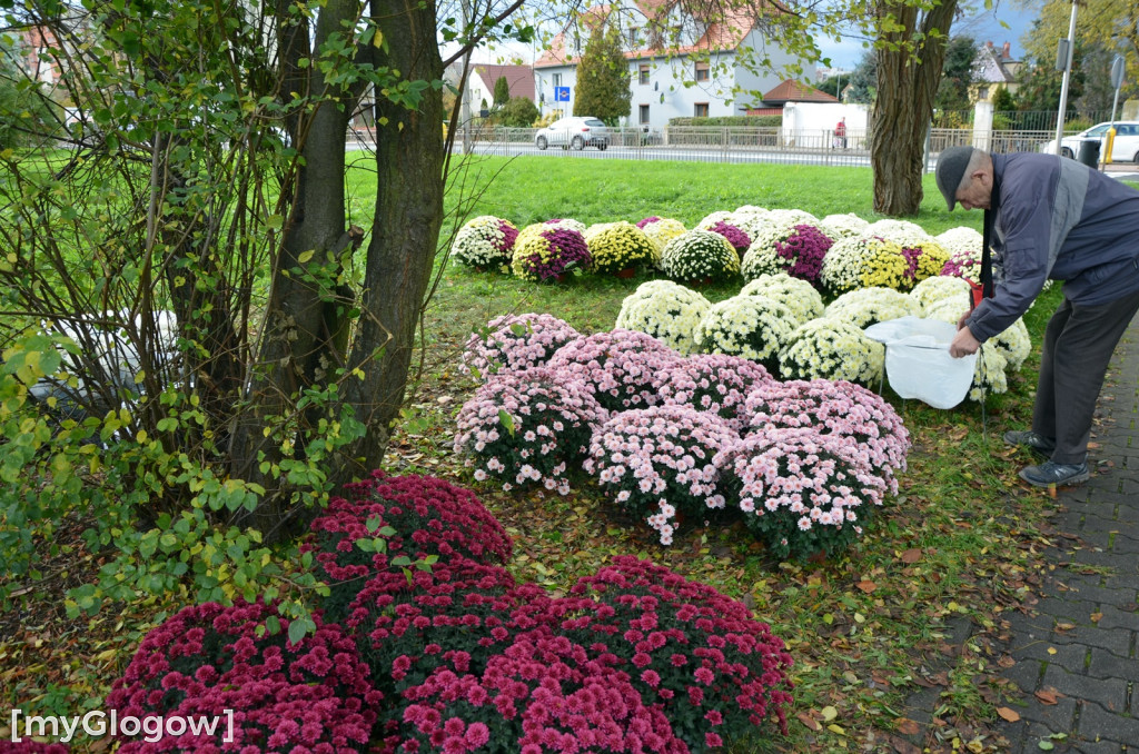 Żywe chryzantemy przy cmentarzach w Głogowie