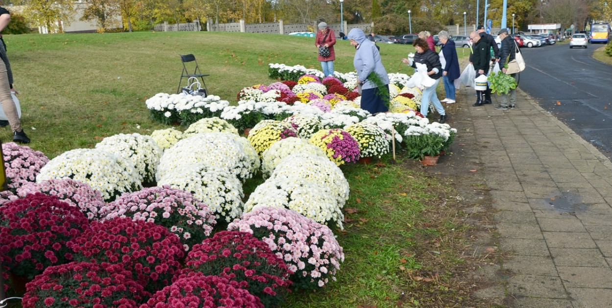 Żywe chryzantemy przy cmentarzach w Głogowie