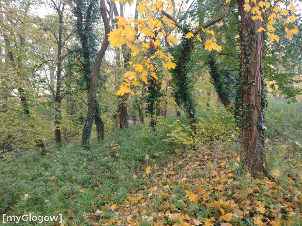 Odkrycia w Forcie Gwiaździstym w Głogowie