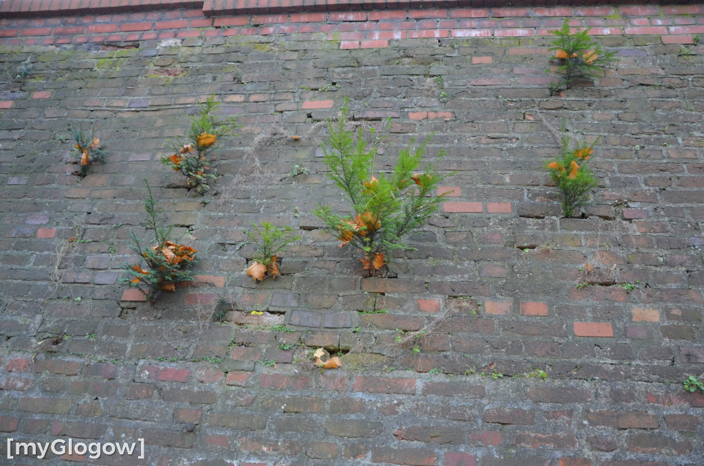 W fosie w Głogowie dopiero się zacznie