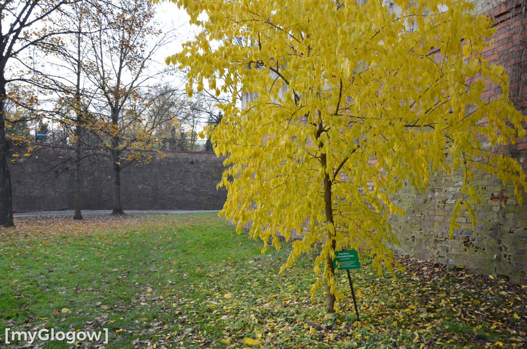 W fosie w Głogowie dopiero się zacznie