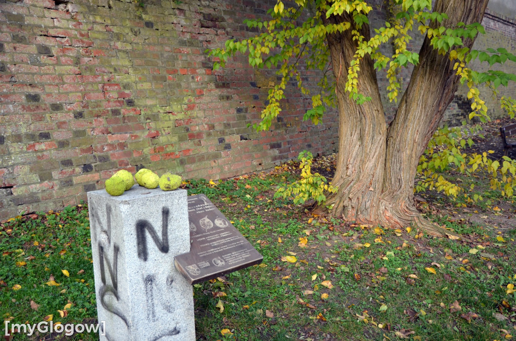 W fosie w Głogowie dopiero się zacznie