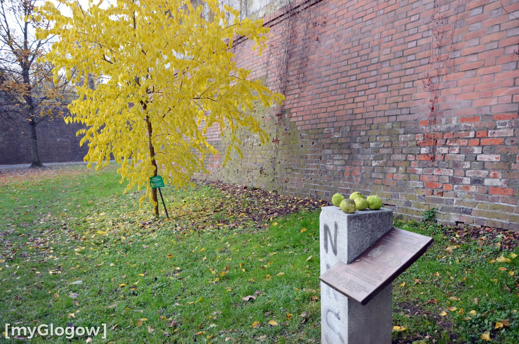 W fosie w Głogowie dopiero się zacznie