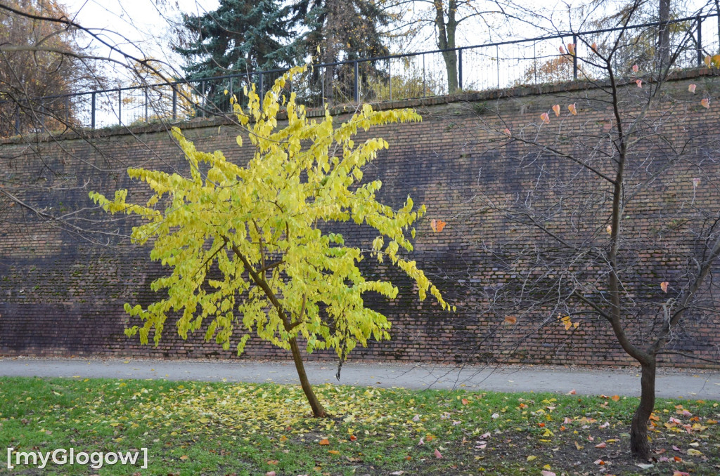 W fosie w Głogowie dopiero się zacznie