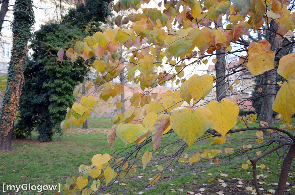 W fosie w Głogowie dopiero się zacznie