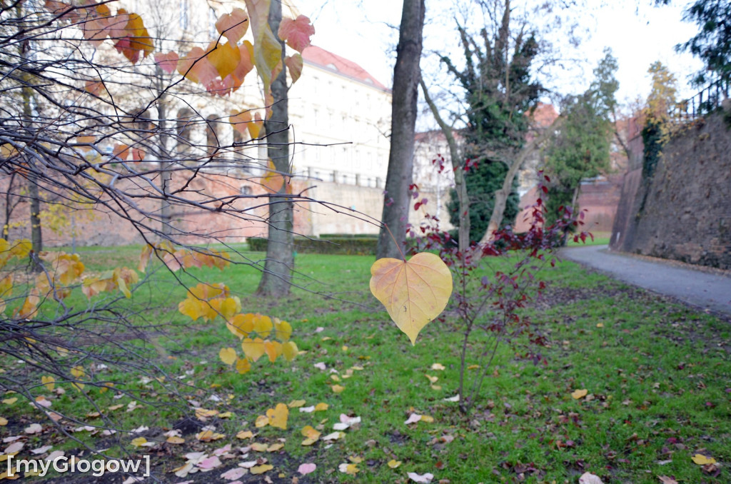 W fosie w Głogowie dopiero się zacznie