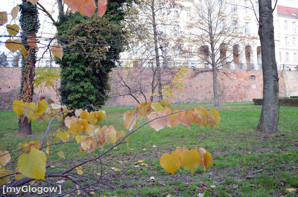 W fosie w Głogowie dopiero się zacznie