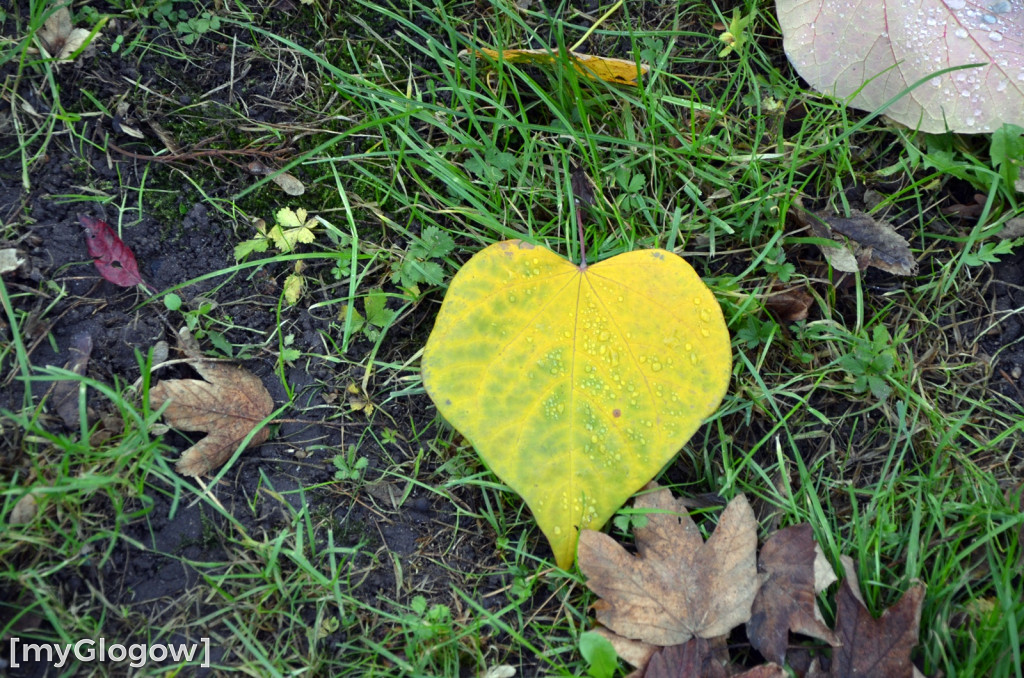 W fosie w Głogowie dopiero się zacznie