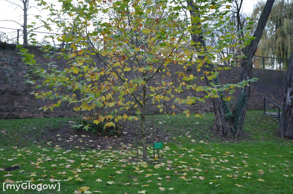 W fosie w Głogowie dopiero się zacznie