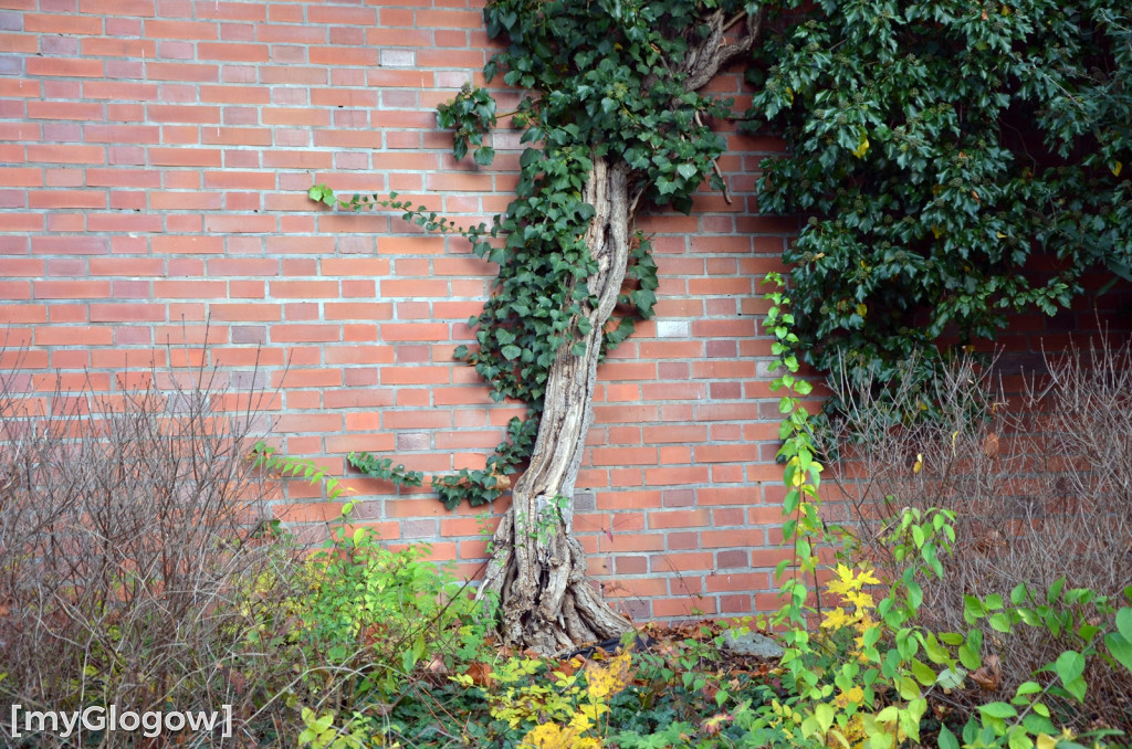 W fosie w Głogowie dopiero się zacznie