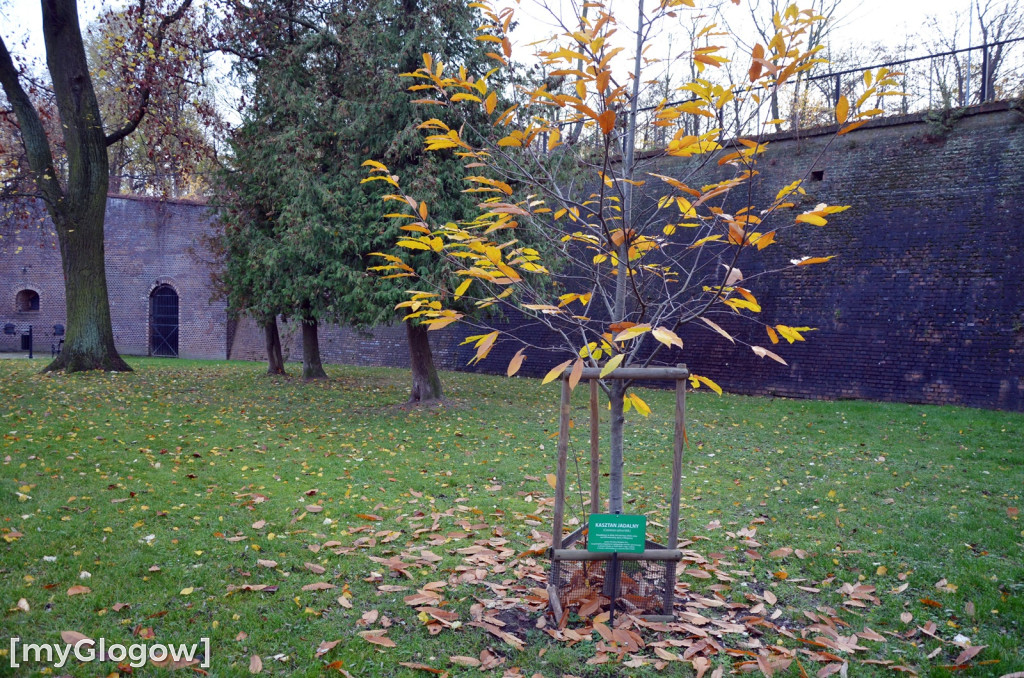 W fosie w Głogowie dopiero się zacznie