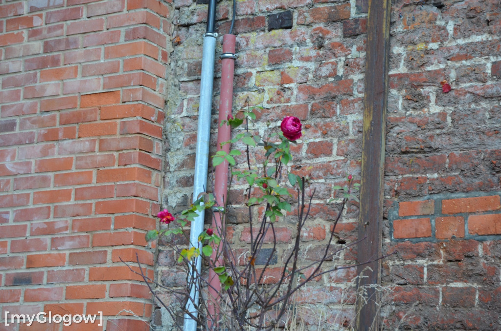 W fosie w Głogowie dopiero się zacznie