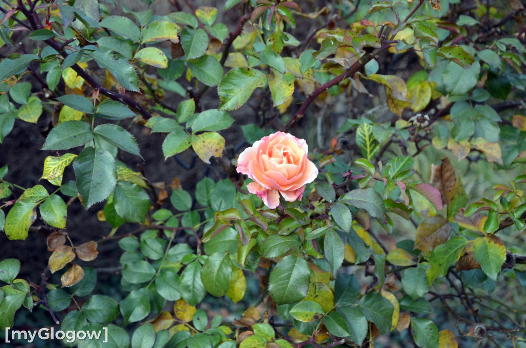 W fosie w Głogowie dopiero się zacznie