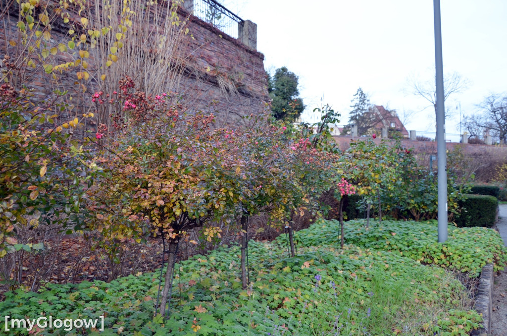 W fosie w Głogowie dopiero się zacznie