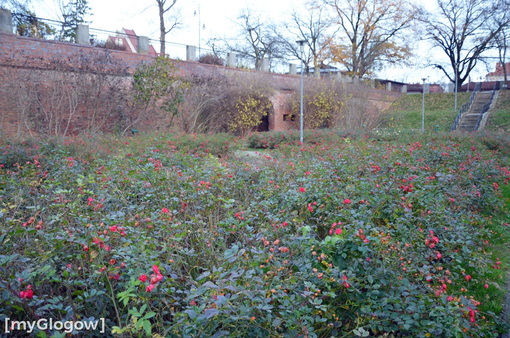 W fosie w Głogowie dopiero się zacznie