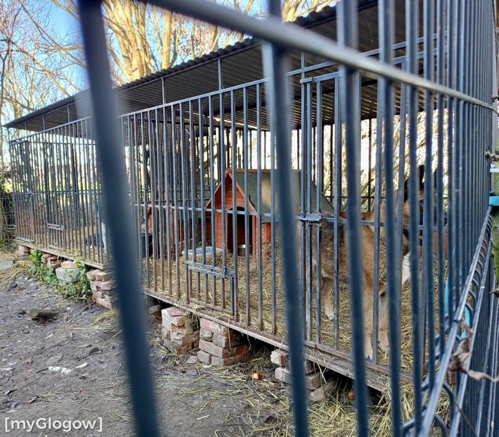 Wolontariat KGHM dla  czworonogów